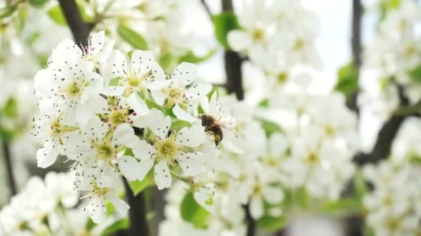 Une Abeille Dans Une Fleur Prunier Recueille Nectar Parmi Les — Video