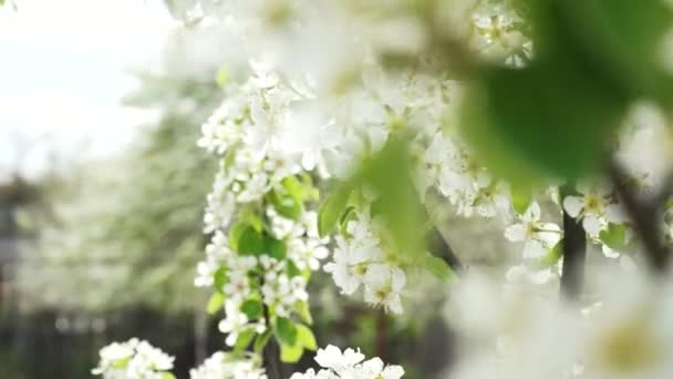Kwitnąca Śliwka Wiosną Białe Płatki Kwiatów Drzewa Owocowego Kołyszących Się — Wideo stockowe