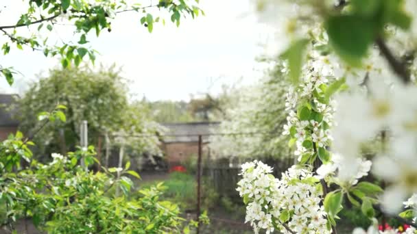 Kwitnąca Śliwka Wiosną Białe Płatki Kwiatów Drzewa Owocowego Kołyszących Się — Wideo stockowe