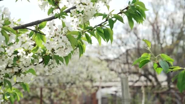 春には桜が咲く 庭を背景に枝を揺らす果樹の白い花の花びら — ストック動画