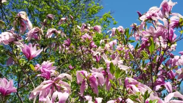 Ανθισμένη Μανόλια Την Άνοιξη Κοντά Ροζ Ανθισμένα Λουλούδια Μανόλια Λικνίζονται — Αρχείο Βίντεο