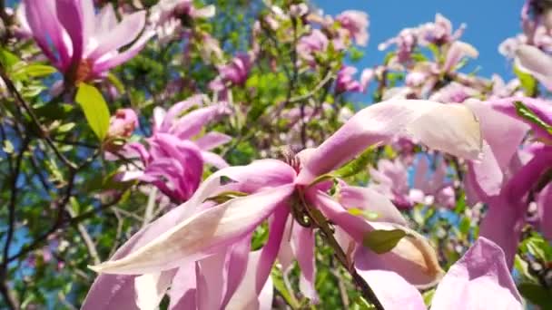 Magnolia Fiorita Primavera Primo Piano Rosa Fiori Magnolia Fioritura Ondeggiano — Video Stock