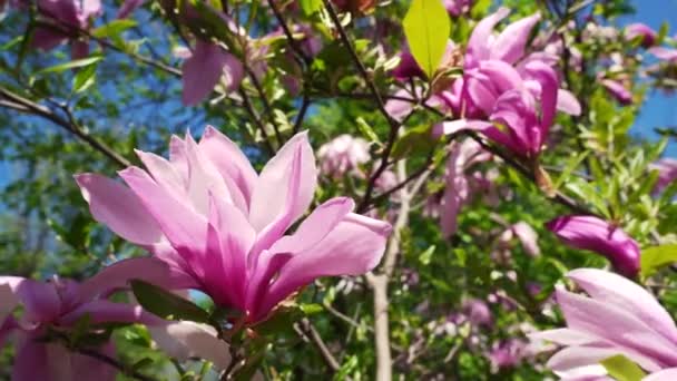Magnolia Fiorita Primavera Primo Piano Rosa Fiori Magnolia Fioritura Ondeggiano — Video Stock