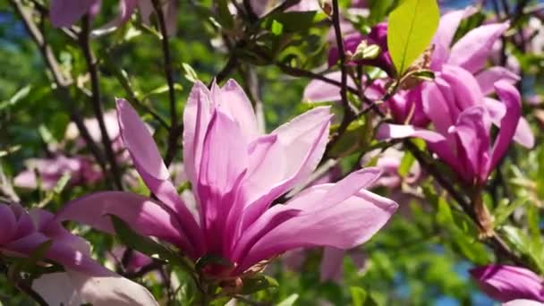 Bloeiende Magnolia Het Voorjaar Close Roze Bloeiende Magnolia Bloemen Zwaaien — Stockvideo