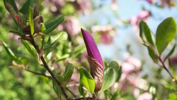 Lkbaharda Patlamamış Manolya Çiçeği Yakın Plan Pembe Manolya Çiçekleri Mavi — Stok video