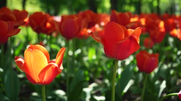 Blomsterbädd Orange Tulpaner Växer Parken Lökblomknopp Nära Håll Blommande Vårblomma — Stockvideo