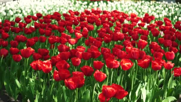 公园里长满了红色的郁金香 球茎花蕾闭合 春花盛开在植物园里 草坪上的植物五彩斑斓 田间花卉栽培 — 图库视频影像