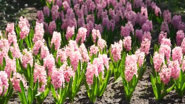 Цветущий Розовый Гиацинт Клумбе Парке Крупным Планом Красочный Декоративный Цветок — стоковое видео