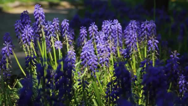 Kwitnący Kwiat Muscari Kwietniku Parku Bliska Kolorowy Kwiat Dekoracyjny Wiosną — Wideo stockowe