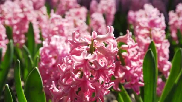 Квітучий Рожевий Гіацинт Клумбі Парку Крупним Планом Барвиста Декоративна Квітка — стокове відео