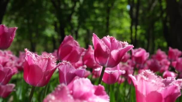 園内にはピンク色のチューリップの花壇があります 球根の花芽が閉じます 植物園で春の花を咲かせます 芝生の上の多色植物 畑の上の花卉栽培 — ストック動画