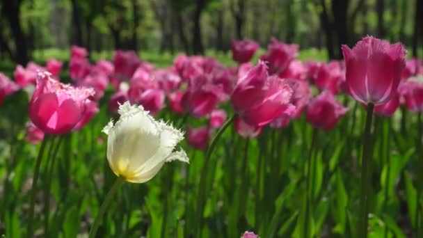 Lit Fleurs Tulipes Violettes Pousse Dans Parc Bulbe Fleur Bourgeon — Video