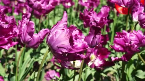 園内には紫色のチューリップの花壇があります 球根の花芽が閉じます 植物園で春の花を咲かせます 芝生の上の多色植物 畑の上の花卉栽培 — ストック動画