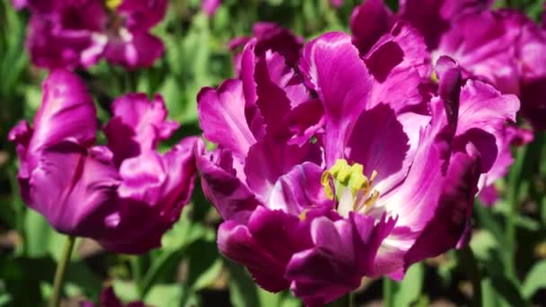 園内には紫色のチューリップの花壇があります 球根の花芽が閉じます 植物園で春の花を咲かせます 芝生の上の多色植物 畑の上の花卉栽培 — ストック動画