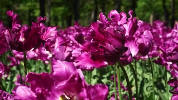 Blomsterbädd Violetta Tulpaner Växer Parken Lökblomknopp Nära Håll Blommande Vårblomma — Stockvideo
