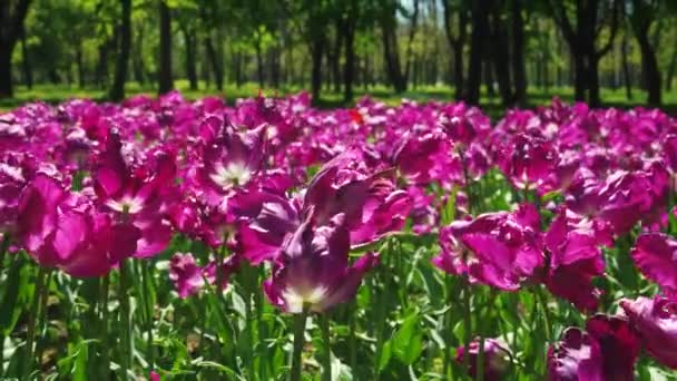 Parque Crece Macizo Flores Tulipanes Violetas Brote Flor Bulbo Cerca — Vídeos de Stock