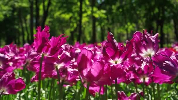 Park Wächst Ein Beet Mit Violetten Tulpen Zwiebelblütenknospen Aus Nächster — Stockvideo