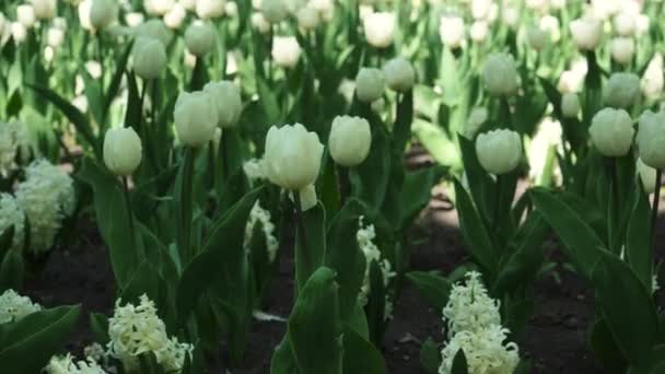 Nel Parco Cresce Aiuola Tulipani Bianchi Bulbo Fiore Germoglio Vicino — Video Stock