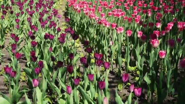 Park Wächst Ein Beet Mit Violetten Tulpen Zwiebelblütenknospen Aus Nächster — Stockvideo