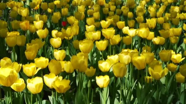 Park Wächst Ein Beet Mit Gelben Tulpen Zwiebelblütenknospen Aus Nächster — Stockvideo