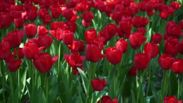 Park Wächst Ein Blumenbeet Mit Roten Tulpen Zwiebelblütenknospen Aus Nächster — Stockvideo