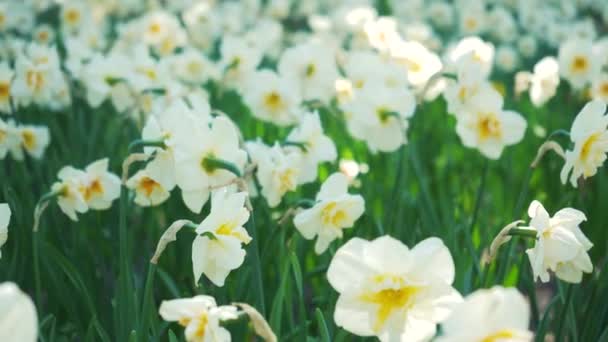 公園には白い水仙の花壇が生えています 球根の花芽が閉じます 植物園で春の花を咲かせます 芝生の上の多色植物 畑の上の花卉栽培 — ストック動画