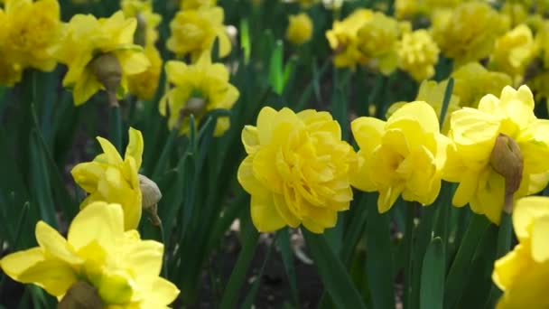 公园里长满了黄色的水仙花 球茎花蕾闭合 春花盛开在植物园里 草坪上的植物五彩斑斓 田间花卉栽培 — 图库视频影像