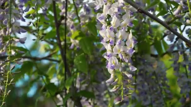 Японська Вістерія Цвіте Навесні Грунти Фіолетових Вістерій Квітки Зблизька Тлі — стокове відео