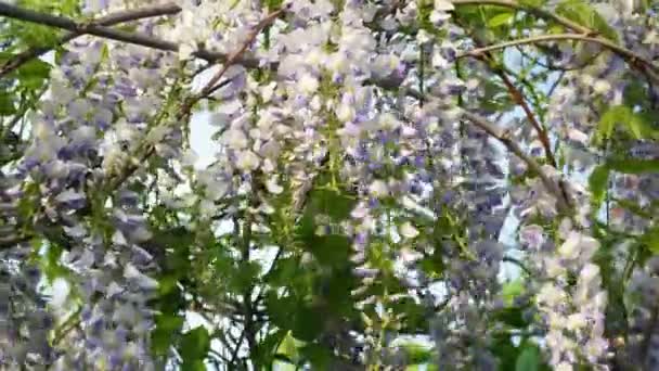 Japanse Wisteria Bloeit Het Voorjaar Gronden Van Paarse Wisteria Bloemen — Stockvideo