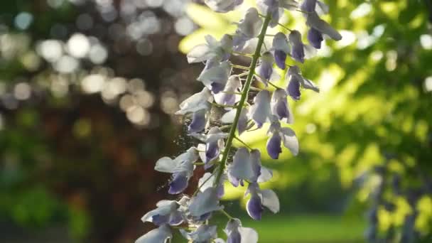 Japanese Wisteria Blooms Spring Grones Purple Wisteria Flowers Close Background — Stock Video