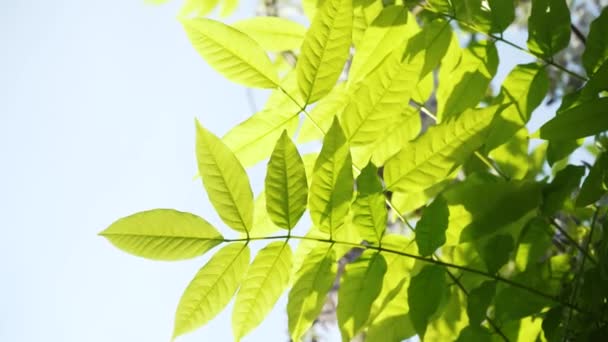 Hojas Glicina Japonesa Glicina Verde Cerca Deja Lugar Una Rama — Vídeos de Stock