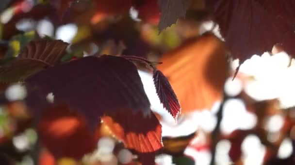 Kırmızı Yapraklı Bir Fındık Ağacının Genç Yaprakları Baharda Bulanık Bir — Stok video