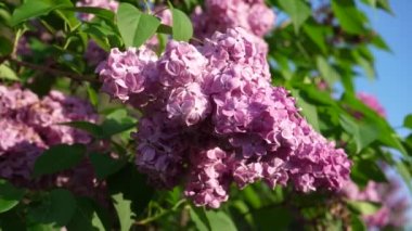 İlkbaharda bahçede leylak çiçekleri. İlkbaharda çiçek açan leylak çalıları. Pembe leylak tomurcukları bulanık bir arka planda dallarda sallanıyor. Bahar mevsimi, mis kokulu çiçekler.