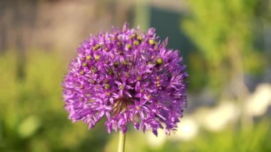 Dekoratif sarımsak okunda mor top. Tohum tomurcuğu. Bahçede bahar çiçekleri. Arka plan bulanık..