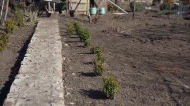 Baharda bahçede boş bir el arabası olan bahçıvan. Arka bahçeye ekme işi. Toprağı kazdık, bahçe işçisi..