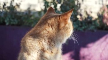 Kızıl kedi ilkbaharda güneşin altında dışarıda oturur. Kedilerin ağızlıklarına yakın çekim. hayvan doğada dinleniyor..