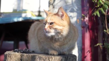Kızıl kedi ilkbaharda güneşin altında dışarıda oturur. Kedilerin ağızlıklarına yakın çekim. hayvan doğada dinleniyor..