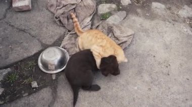 Genç bir kızıl kedi yavrusu ve kahverengi labrador yavrusu dışarıda oynuyorlar. Kedi ve köpek arkadaştır..