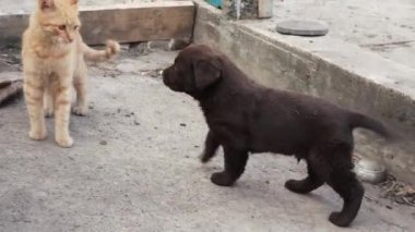 Genç bir kızıl kedi yavrusu ve kahverengi labrador yavrusu dışarıda oynuyorlar. Kedi ve köpek arkadaştır..
