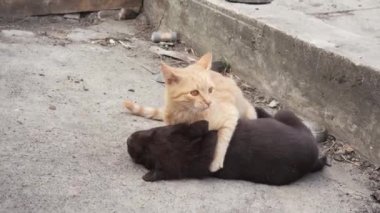 Genç bir kızıl kedi yavrusu ve kahverengi labrador yavrusu dışarıda oynuyorlar. Kedi ve köpek arkadaştır..