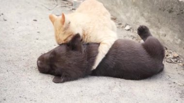 Genç bir kızıl kedi yavrusu ve kahverengi labrador yavrusu dışarıda oynuyorlar. Kedi ve köpek arkadaştır..