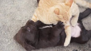 Genç bir kızıl kedi yavrusu ve kahverengi labrador yavrusu dışarıda oynuyorlar. Kedi ve köpek arkadaştır..