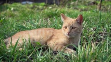 Genç kızıl kedi ilkbahar güneşinde çimlerin üzerinde uzanıyor. Kedilerin ağızlıklarına yakın çekim. hayvan doğada dinleniyor..