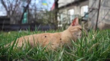 Genç kızıl kedi ilkbahar güneşinde çimlerin üzerinde uzanıyor. Kedilerin ağızlıklarına yakın çekim. Hayvan doğada dinleniyor ve kedi otu yiyor..