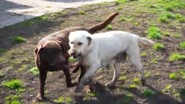 İki Labrador Retriever baharda bir oyuncakla oynuyorlar. Köpekler birbirleriyle oynarlar. Hayvan rekabeti ve arkadaşlık..