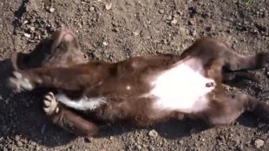 Kahverengi labrador köpeği yerde oynuyor. Evcil hayvanlar ilkbaharda dışarıda oynaşırlar. Genç köpek sırt üstü uzanıyor..
