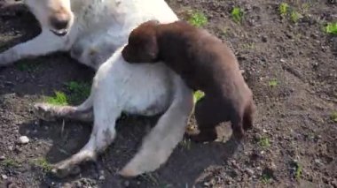 Kahverengi labrador retriever yavrusu annesiyle oynuyor. Labrador av köpeği annesi bebeğini seviyor. Hayvan İlişkileri.