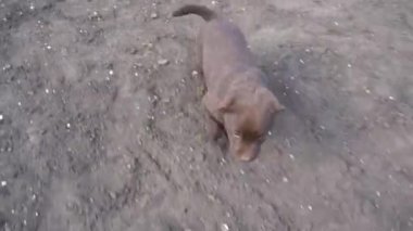 Kahverengi labrador köpeği yerde oynuyor. Evcil hayvanlar ilkbaharda dışarıda oynaşırlar. Genç köpek kadraja giriyor..