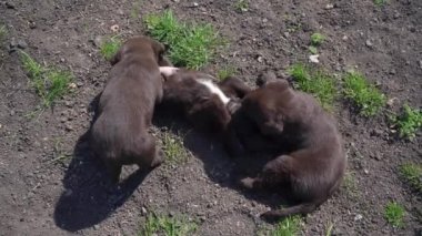 Üç kahverengi labrador yavrusu yerde oynuyor. Evcil hayvanlar ilkbaharda dışarıda oynaşırlar. Genç köpekler birlikte..