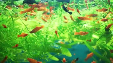 Japon balıkları ev akvaryumunda yüzerler. Su tankındaki camların arkasındaki su altı dünyasının çeşitliliği. Çok renkli sualtı hayvanları algler arasında yüzer. Balıkçı hobisi.